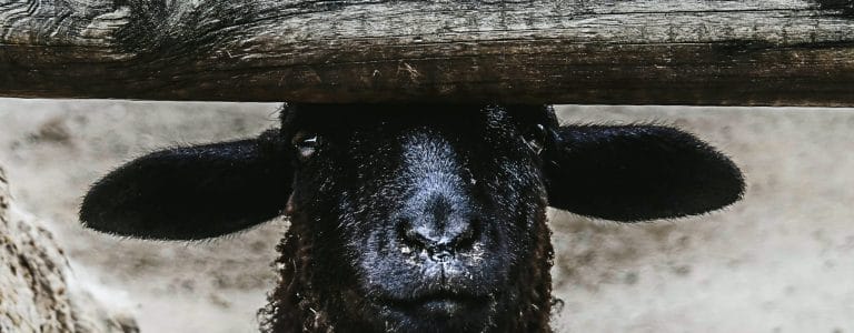 schwarzes Schaf